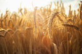 Fototapeta Pomosty - Close-up of ripe ears of grain in the sunlight