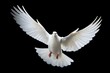 Heavenly white dove symbolizes love and peace on black background,ai generated