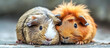 Guinea Pig and Pup: Guinea pigs are small rodents kept as pets for their docile nature and vocalizations. Pups are the offspring of guinea pigs