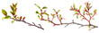 set of Manzanita branches, with their distinct red bark and green leaves, isolated on transparent background