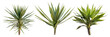 set of yucca plants, spikey and robust, isolated on transparent background