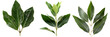 set of bay laurel, with aromatic leaves, isolated on transparent background