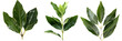 set of bay laurel, with aromatic leaves, isolated on transparent background