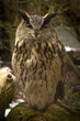 The Eurasian Eagle Owl, Bubo bubo is a species of eagle-owl