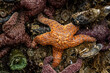 Orange Ochre Sea Star Holds On Tight At Low Tide