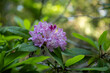 Purple Rhododendron Blossoms in the Forest of Redwood National Park