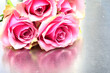 bouquet of pink rose flower close up on gray background with reflections