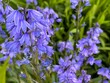 Bluebell flowers