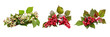 set of viburnum shrubs, berry-laden and lush, isolated on transparent background
