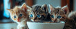 Three curious kittens staring at a bowl of food with wide eyes, waiting for their next meal