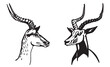 Graphical portraits of antelope on white background,vector illustration	