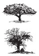 Graphical silhouette of trees on white background, vector illustration. Ink pen illustration,ecology	