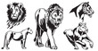 Graphical set of lions and lioness on white, vector illustration