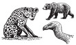 Graphical set of african animals, flamingo portrait , hyena and bear walking, vector illustration