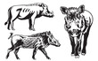 Graphical set of wild hogs isolated on white background, vector ink illustration	