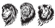 Graphical portraits of lion on white background , ink pen illustration