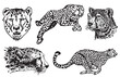 Graphical set of leopards on white background, vector illustration	