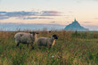 View of Mont Saint Michel abbey on the island with sheep grazing on field of fresh green grass at sunrise, Normandy, France. Tidal island with medieval gothic cathedral in Normandie.