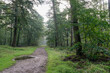 An overnight rain shower has left puddles in the Sprieldersbos, Netherlands