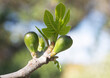 young figs on a branch