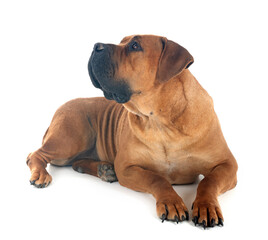 Poster - African boerboel in studio