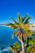 Palm and beautiful blue water in Nice, cote d'Azur, France. French riviera. 