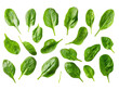 Set of branches of fresh spinach leaves, vibrant green and leafy