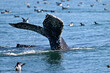 Humpback whale tail flapping