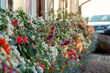 A grow of mixed wildflowers on a house window sills. Blurred background of a foliage.