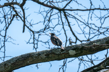 Wall Mural - a bird sitting on a branch with no leaves in the air