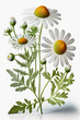 Chamomile officinalis flower isolate on white background. Generative AI,