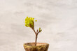 a blooming maple branch and leaves opening from the buds in a bronze pot on a gray background..
