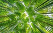 © Muh - Verdant Bamboo Forest Canopy