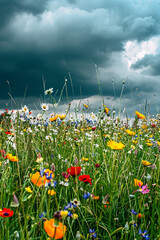 Poster - A field of flowers with a cloudy sky in the background