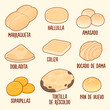 Traditional Chilean bread illustration set