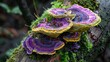 Vibrantly colored fungi on the trunk of a tree covered in moss