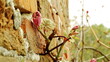 winogron rosnący na murze ceglanym