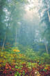 Autumn forest, romantic, misty, foggy landscape. Vintage looking nature photo