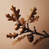 Fototapeta Mapy - Acorn and oak
