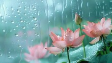 A Close Up Of Three Pink Flowers With Raindrops On Them 4K Motion
