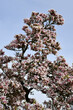 alter Magnolienbaum