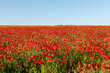 Vibrant red corn poppies blooming against a clear blue sky