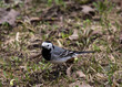 White wagtail (Motacilla alba) in the forest in early spring