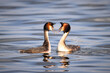 Great crested grebe's couple in the water (Podiceps cristatus). Close-up Great crested grebes look at each other. 