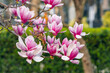 In the park: Magnolia blooms in soft pink and purple hues.