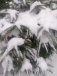 winter background: snow-covered pine branches