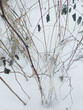 winter background: bare bushes and dry grass in snow