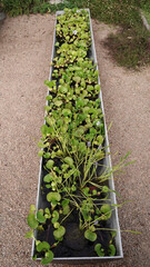 Wall Mural - Garden design. Closeup view of Eichornia crassipes, also known as water hyacinth, green leaves and purple flower, growing in ta metal container in the garden.