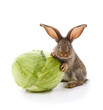 One gray rabbit with cabbage.