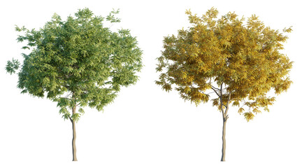 american beech 4k png cutout